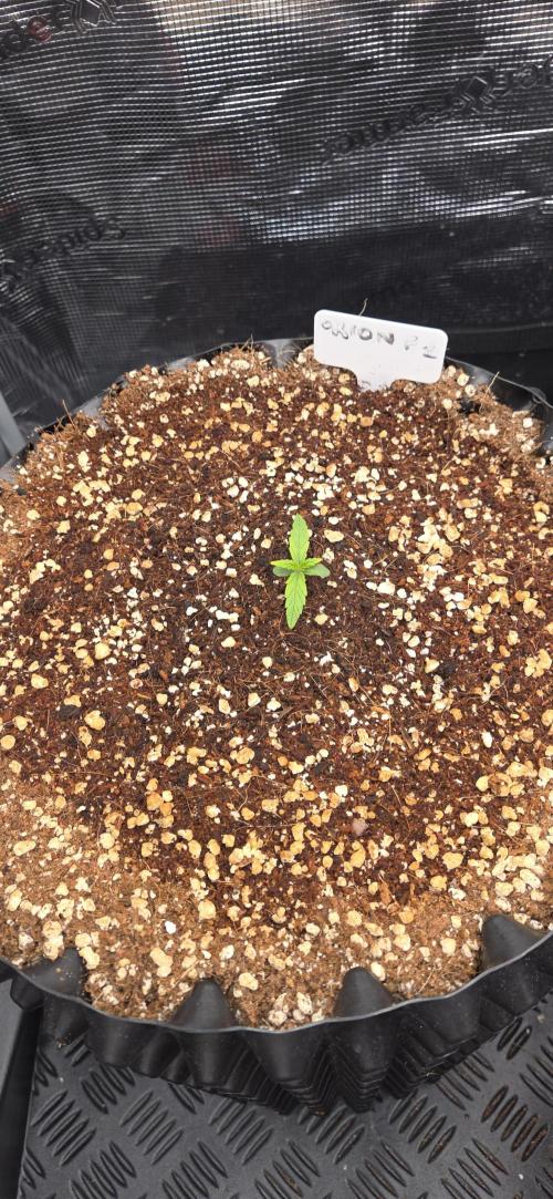 Orion F1 auto. Week 1