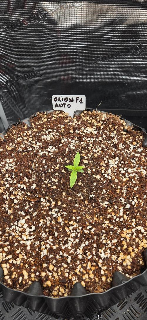 Orion F1 auto. Week 1