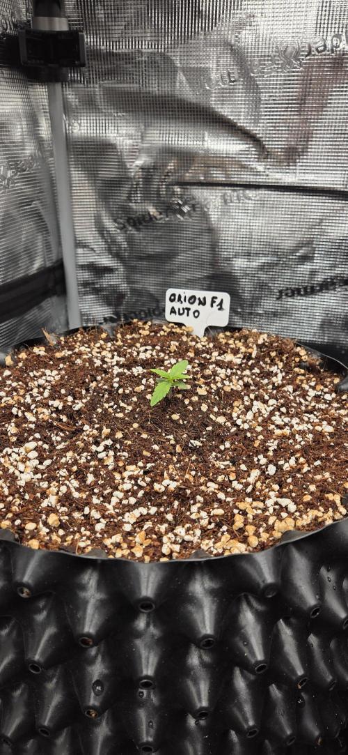 Orion F1 auto. Week 1