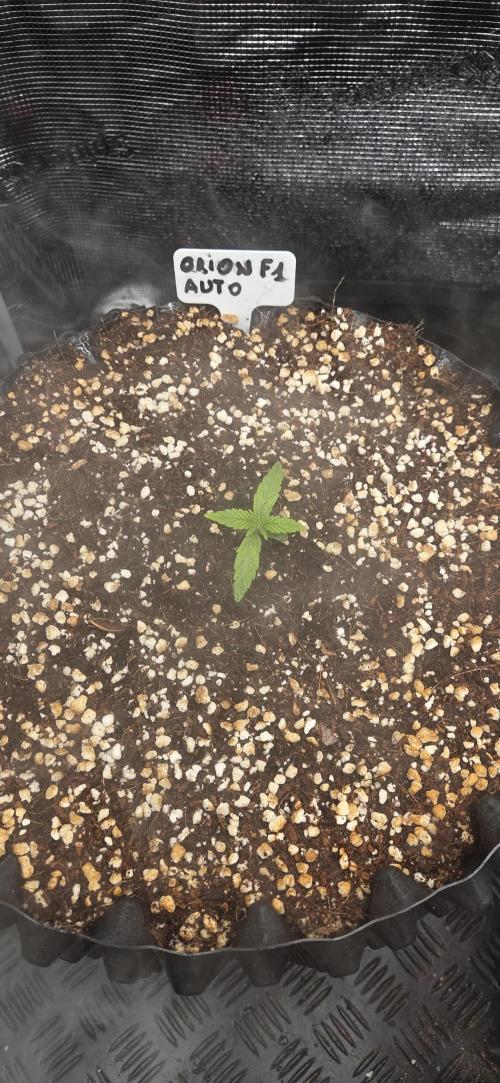 Orion F1 auto. Week 1