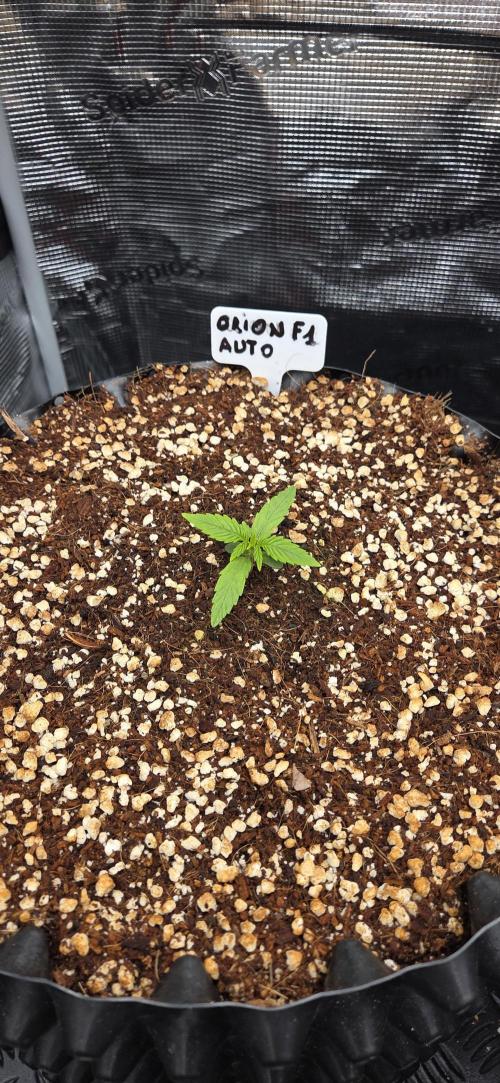 Orion F1 auto. Week 1