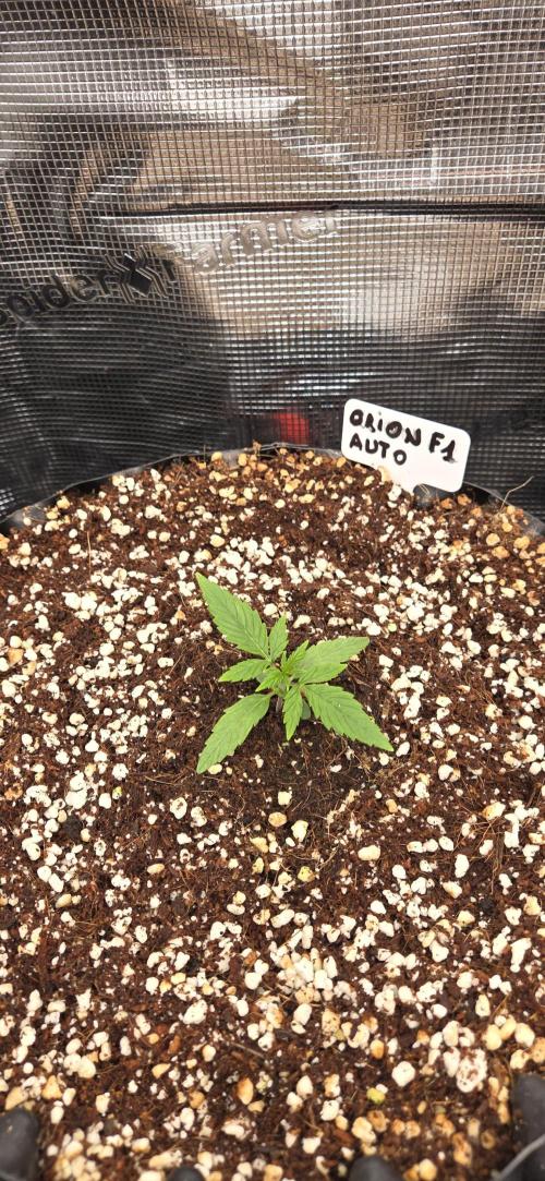 Orion F1 auto. Week 1