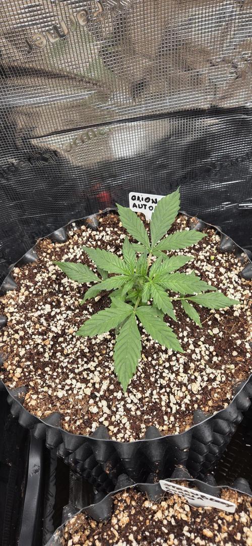 Orion F1 auto. Week 2