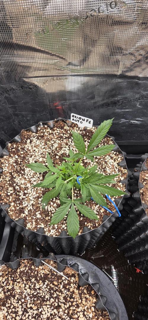 Orion F1 auto. Week 2