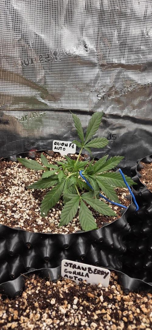 Orion F1 auto. Week 2