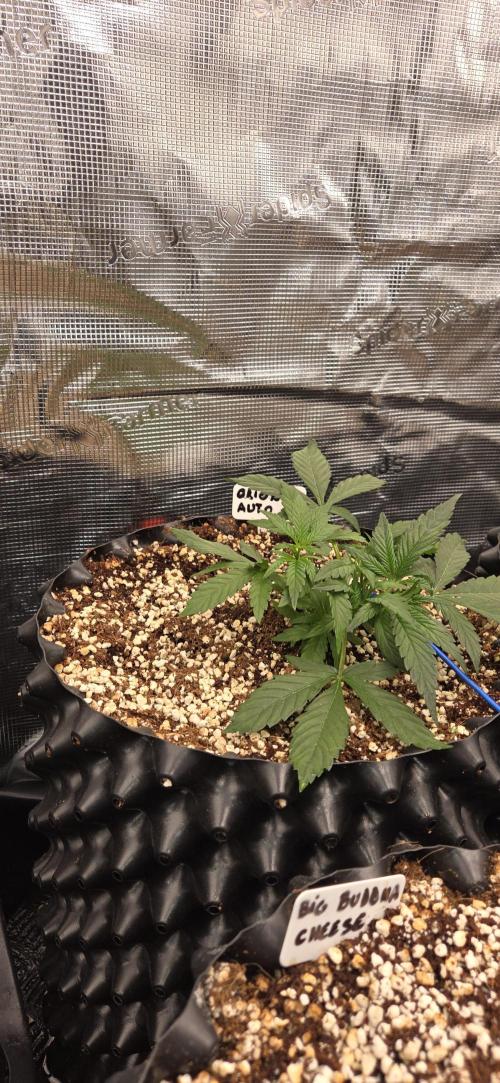 Orion F1 auto. Week 2
