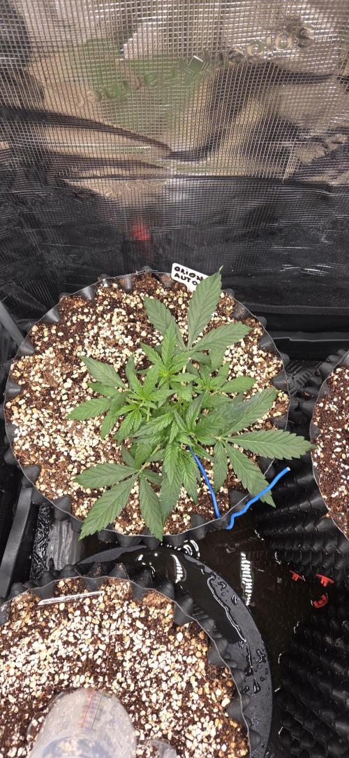 Orion F1 auto. Week 2