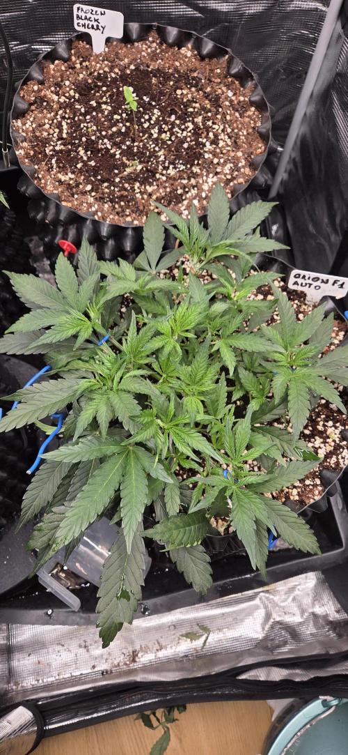 Orion F1 auto. Week 3