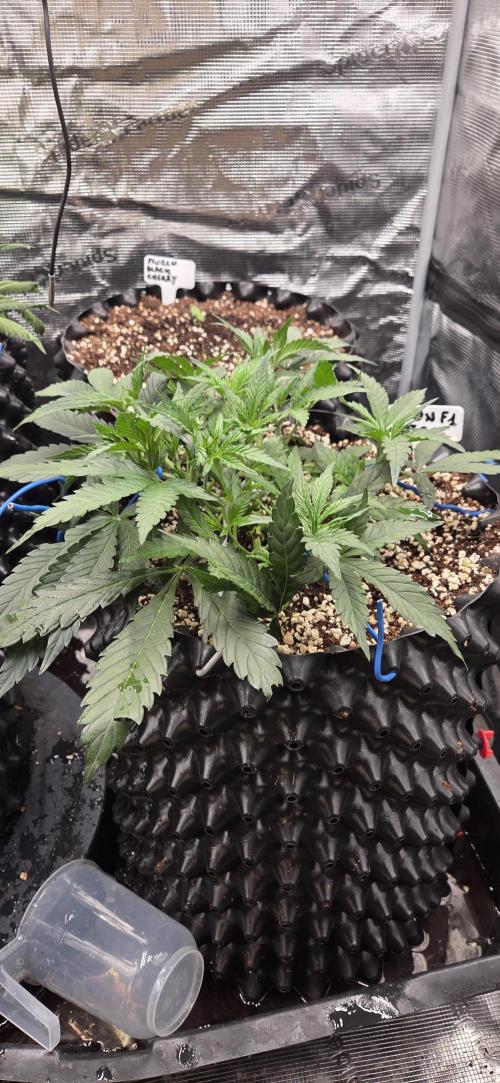 Orion F1 auto. Week 3
