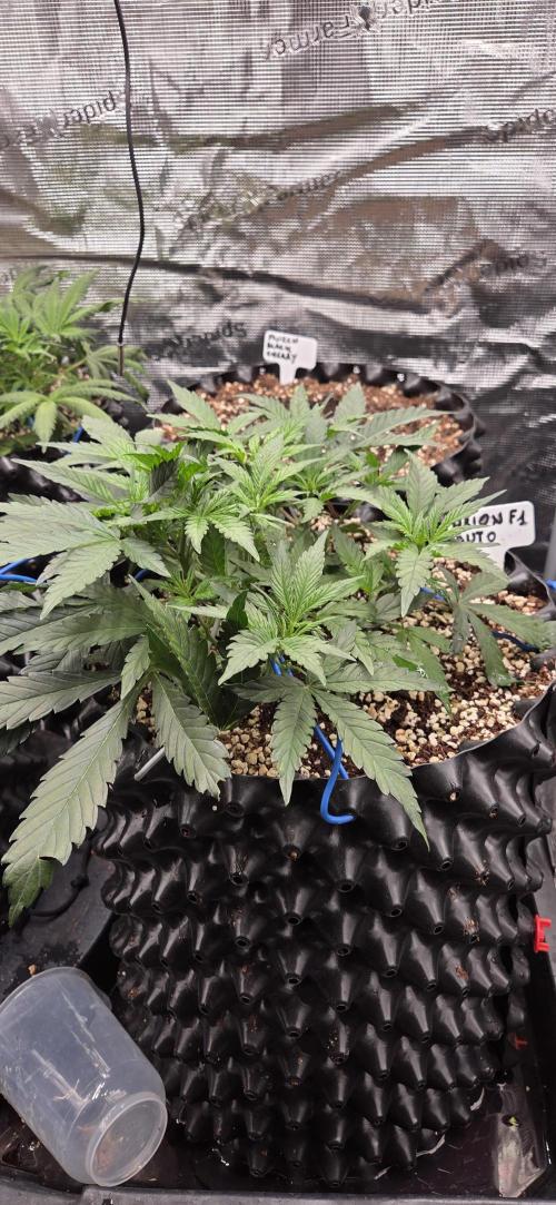 Orion F1 auto. Week 3