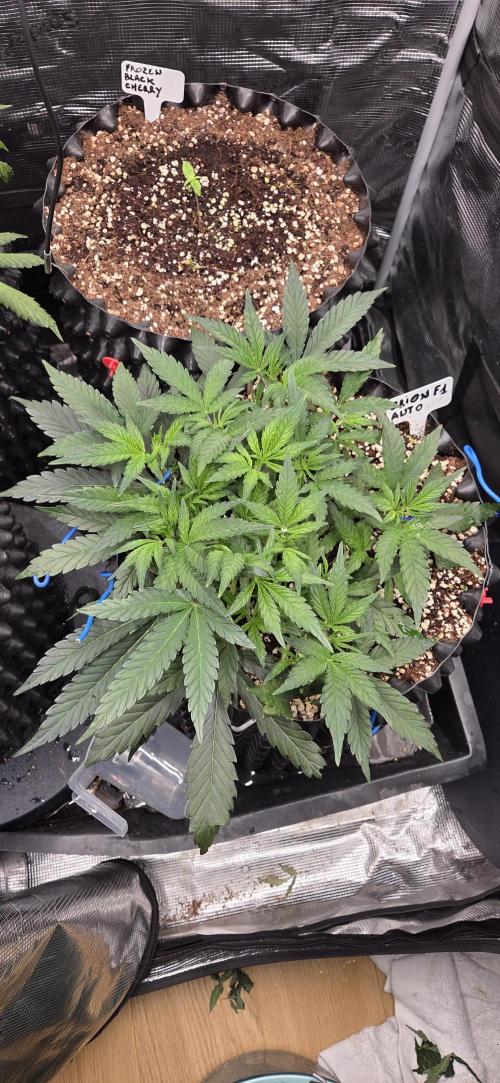 Orion F1 auto. Week 4