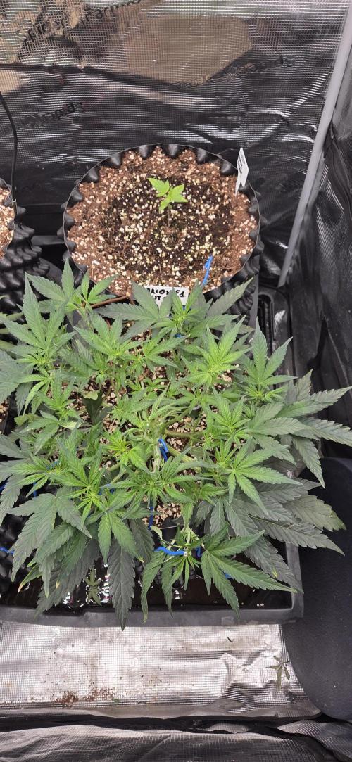 Orion F1 auto. Week 4
