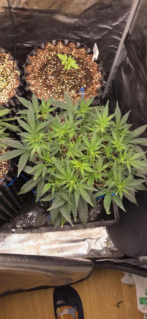 Orion F1 auto. Week 4