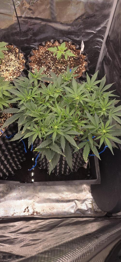 Orion F1 auto. Week 5