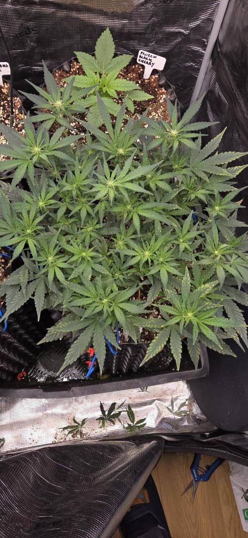 Orion F1 auto. Week 5