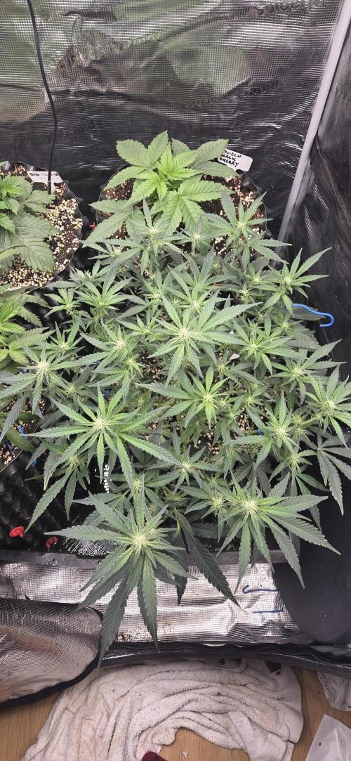 Orion F1 auto. Week 6