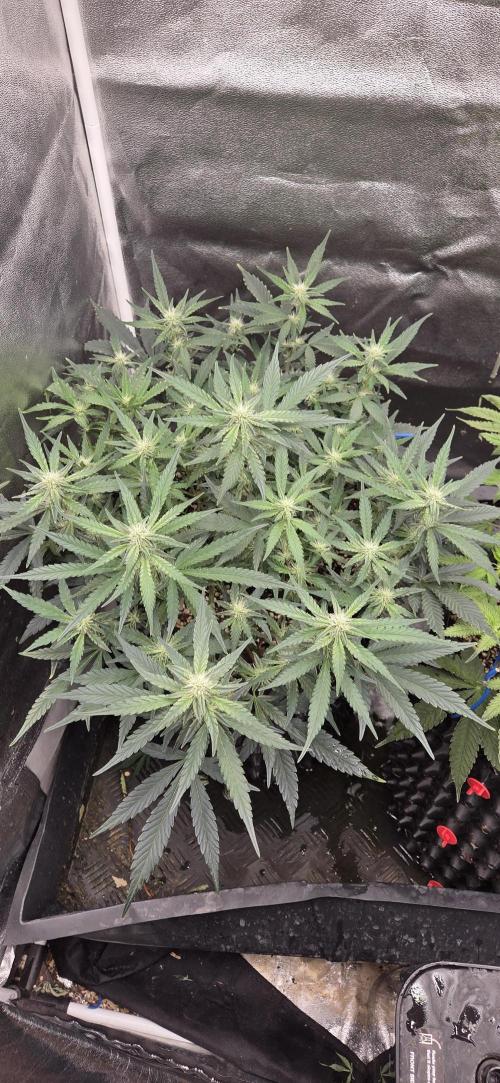 Orion F1 auto. Week 6