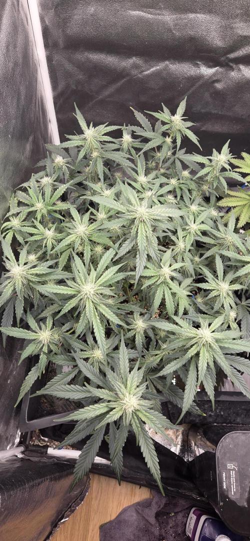 Orion F1 auto. Week 6