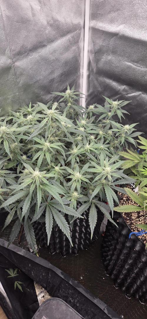 Orion F1 auto. Week 6