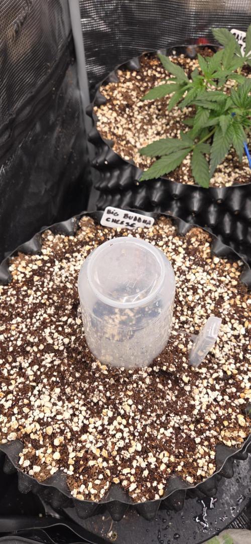 Big Buddha Cheese. Week 0