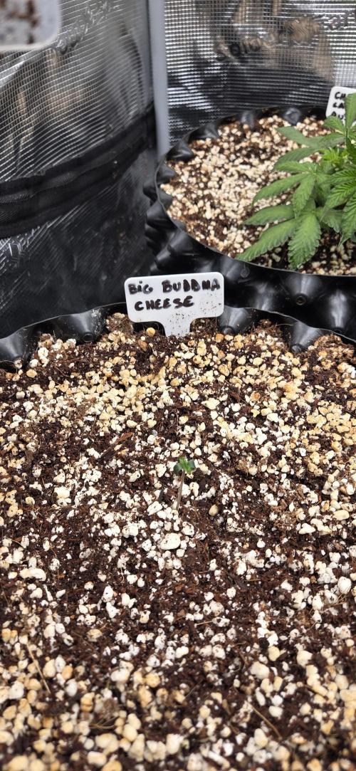 Cheese. Week 0