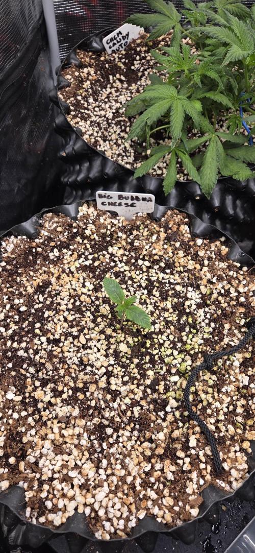 Big Buddha Cheese. Week 1