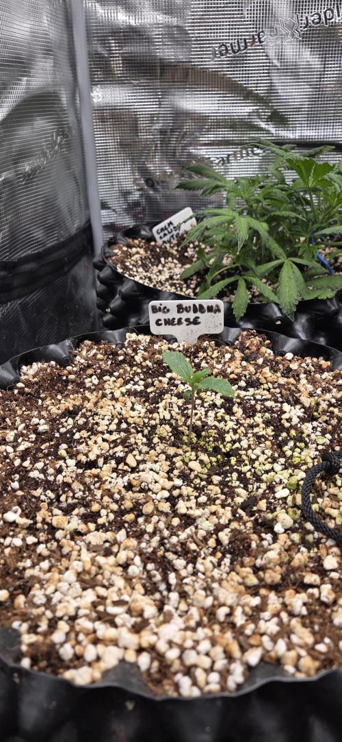 Big Buddha Cheese. Week 1