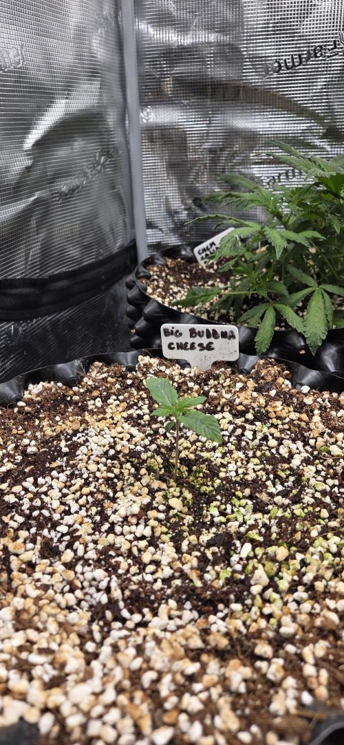 Big Buddha Cheese. Week 1