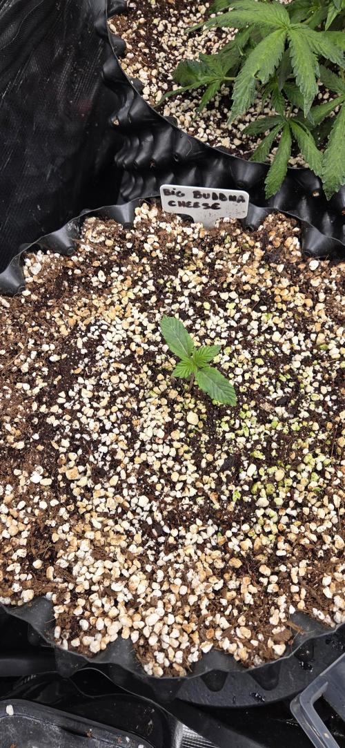 Cheese. Week 1