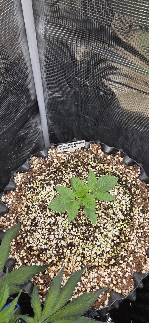 Big Buddha Cheese. Week 2