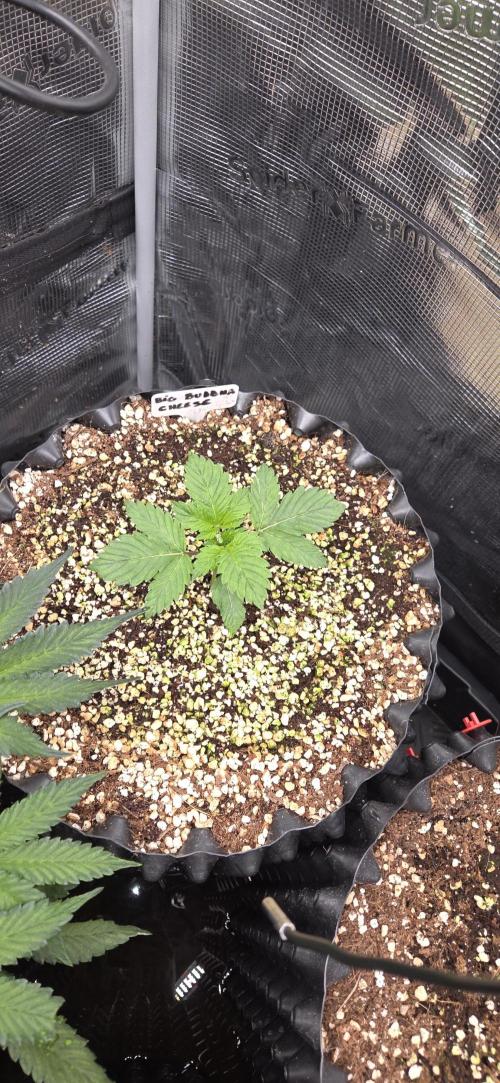 Big Buddha Cheese. Week 2