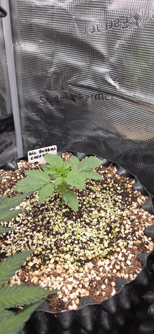 Big Buddha Cheese. Week 2