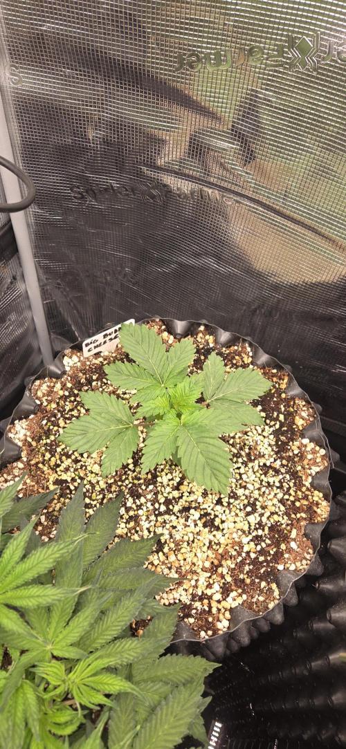 Big Buddha Cheese. Week 2