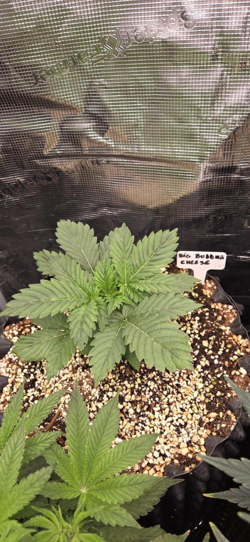 Big Buddha Cheese. Week 2