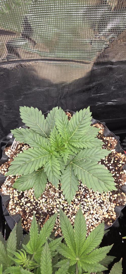 Cheese. Week 2
