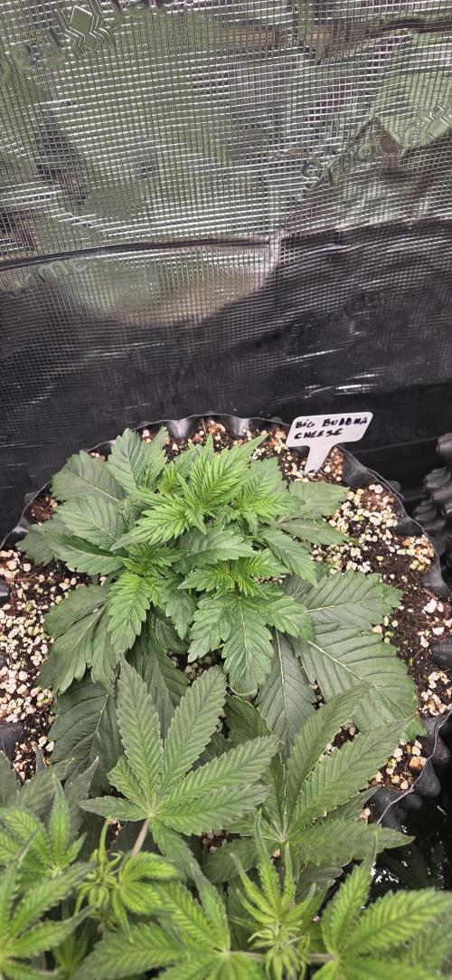 Big Buddha Cheese. Week 3