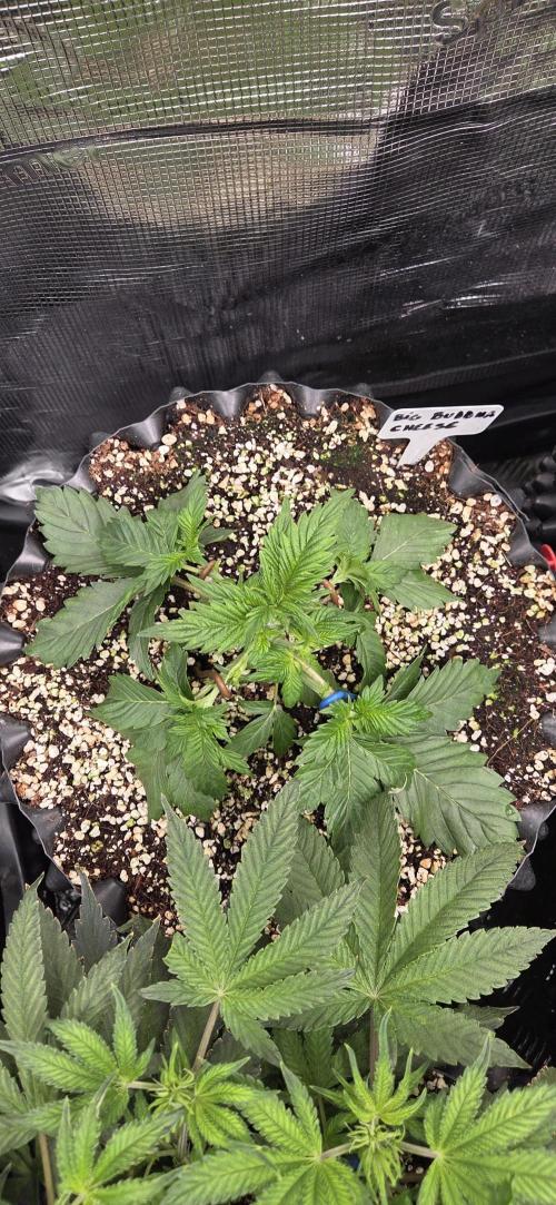 Big Buddha Cheese. Week 3