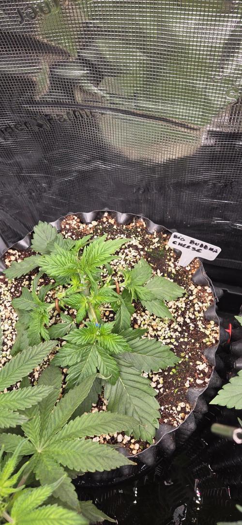 Big Buddha Cheese. Week 3