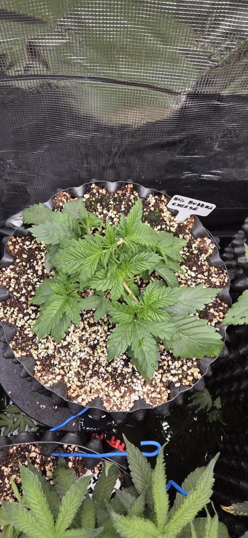 Big Buddha Cheese. Week 3