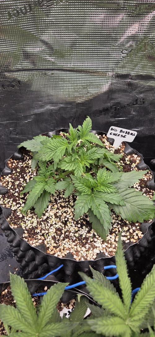 Big Buddha Cheese. Week 3