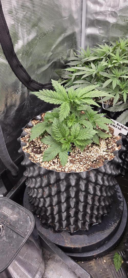 Big Buddha Cheese. Week 3