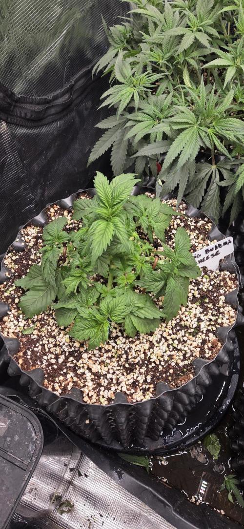 Big Buddha Cheese. Week 3