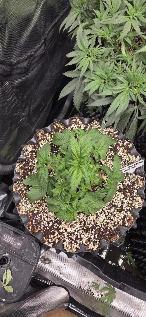 Cheese. Week 3