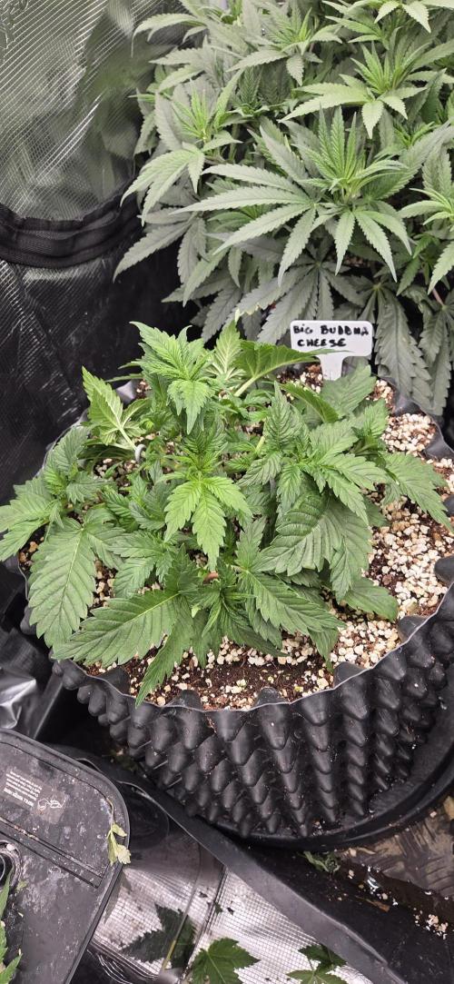Big Buddha Cheese. Week 4