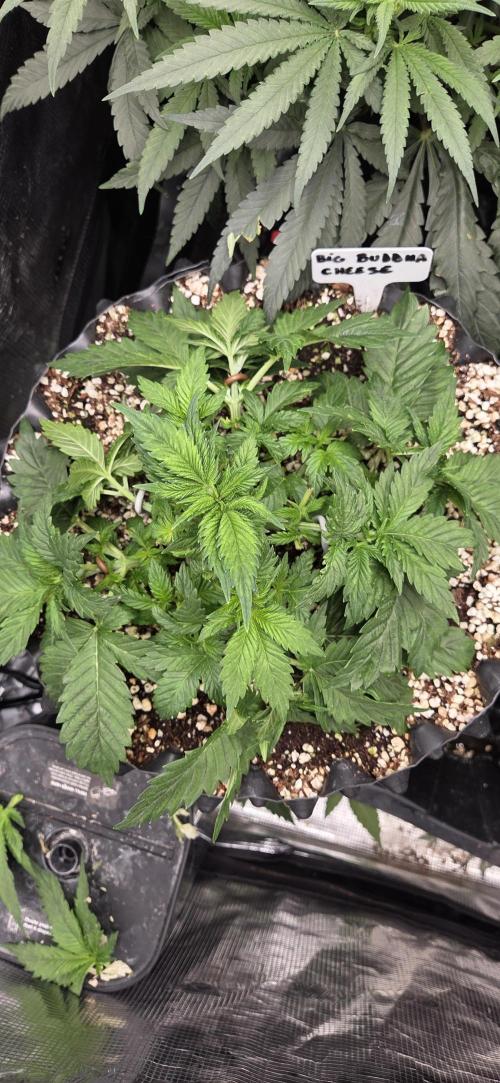 Big Buddha Cheese. Week 4