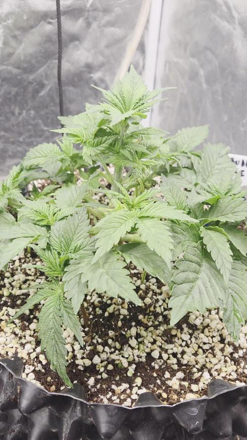 Big Buddha Cheese