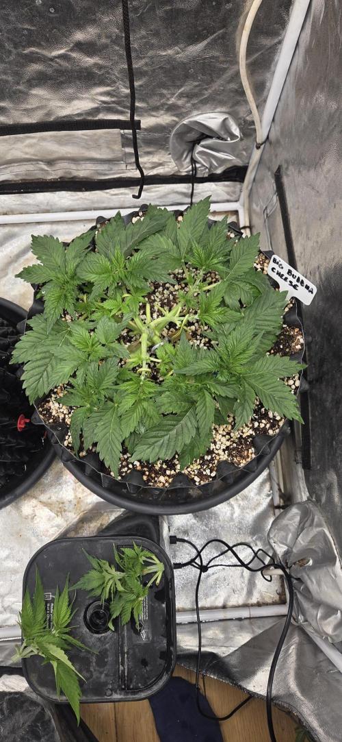 Cheese. Week 4