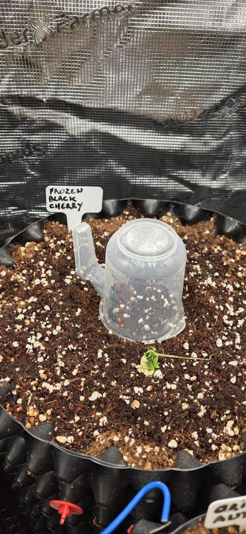 Frozen black cherry. Week 0
