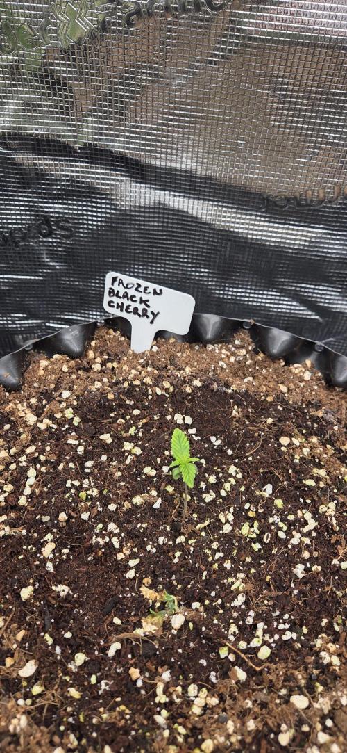 Frozen black cherry. Week 1