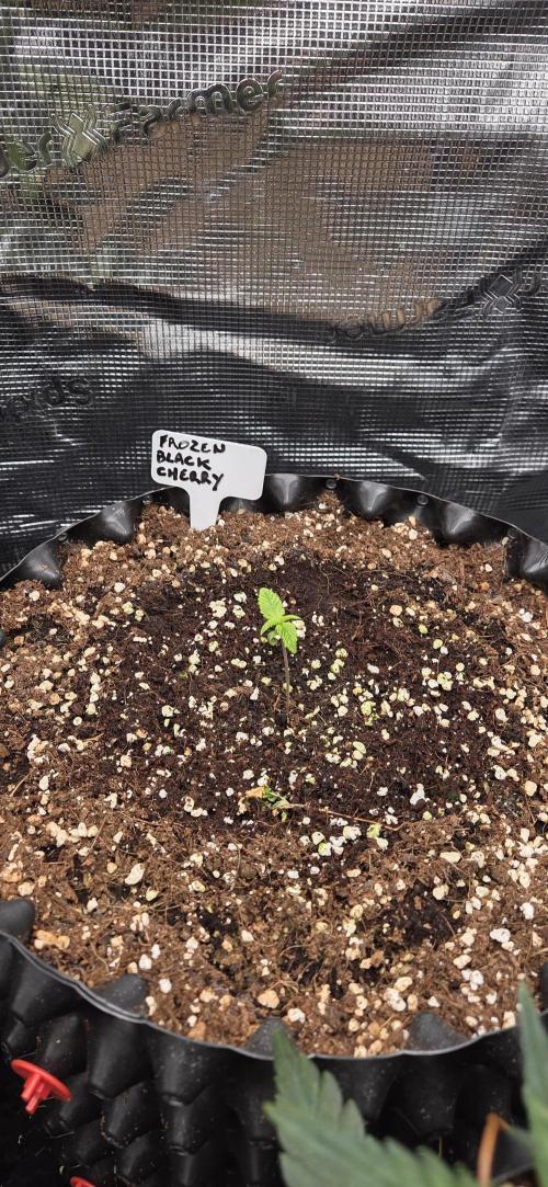 Frozen black cherry. Week 1